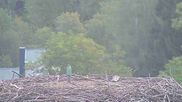 Archived webcam image showing Stork Nest at the Bavarian Forest National Park on 22 Sep 2026 at 08:54
