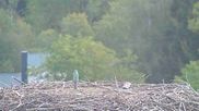 Archived webcam image showing Stork Nest at the Bavarian Forest National Park on 22 Sep 2026 at 14:54