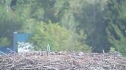 Archived webcam image showing Stork Nest at the Bavarian Forest National Park on 22 Sep 2026 at 16:54