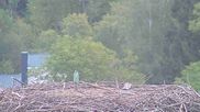 Archived webcam image showing Stork Nest at the Bavarian Forest National Park on 22 Sep 2026 at 10:54