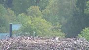 Archived webcam image showing Stork Nest at the Bavarian Forest National Park on 22 Sep 2026 at 12:54