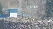 Archived webcam image showing Stork Nest at the Bavarian Forest National Park on 26 Feb 2026 at 14:11