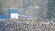 Archived webcam image showing Stork Nest at the Bavarian Forest National Park on 26 Feb 2026 at 16:11