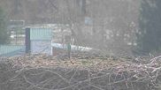Archived webcam image showing Stork Nest at the Bavarian Forest National Park on 26 Feb 2026 at 10:11