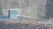 Archived webcam image showing Stork Nest at the Bavarian Forest National Park on 26 Feb 2026 at 12:11