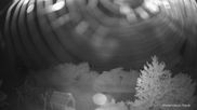 Archived webcam image showing Reutti (Swabian Alb) on 10 Jun 2026 at 00:53