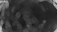 Archived webcam image showing Aeschi - Ski hut Aeschiallmend on 7 Jul 2026 at 00:21