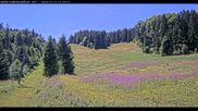 Archiviertes Webcam Bild: Haldenköpfle Lift 1 am 12.07.2026 um 14:13 Uhr