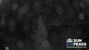 Archived webcam image showing Sun Peaks - View Mt. Tod on 21 Jun 2026 at 10:36