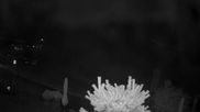 Archived webcam image showing Plan de Gralba - Wolkenstein on 2 Aug 2026 at 00:05