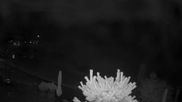 Archived webcam image showing Plan de Gralba - Wolkenstein on 2 Aug 2026 at 04:05