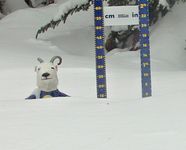 Schneehöhe Sunshine Village