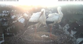Bad Waldsee - Stork's Nest