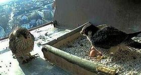 St. Peter Cathedral - Peregrine Falcon