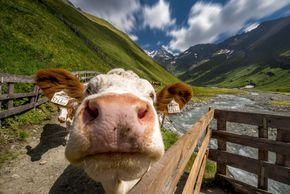 General information about your stay at Vital- und Wanderhotel Taurerwirt