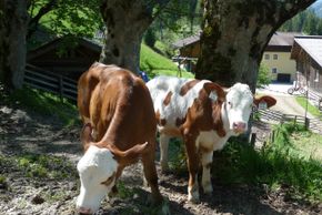 General information about your stay at Wechselmaishof