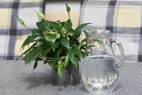 General information about your stay at Alpenecho