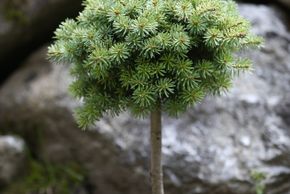 General information about your stay at Alpenecho