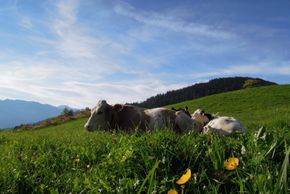 General information about your stay at Apartement Wiemhof