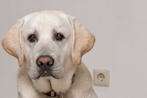 General information about your stay at App./Hotel-Garni Arlenburg-Aparthotel