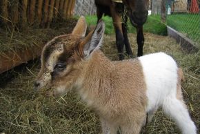 General information about your stay at Appartement Arnoldgut