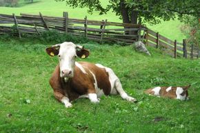 General information about your stay at Biohof Maurachgut