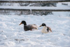 General information about your stay at Familienbauernhof Göttfriedbauer