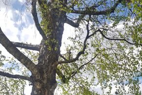 General information about your stay at Ferienwohnung Ronacher