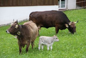 General information about your stay at Ferienhäuser Silvrettablick