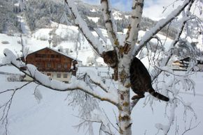 General information about your stay at Fewo Astlhof Kreuzer