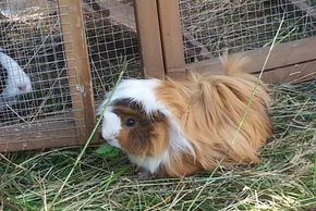 General information about your stay at Gästeh.Hutterer 