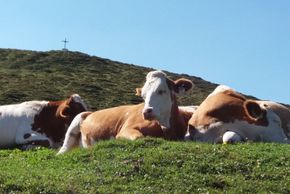 General information about your stay at Haus Alpengruß