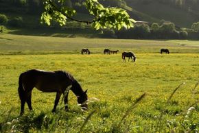 General information about your stay at Komfort-Familienbauernhof Zittrauerhof ****
