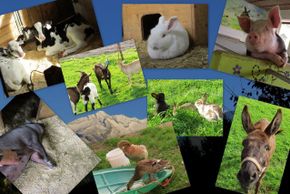 General information about your stay at Komfort-Familienbauernhof Zittrauerhof ****