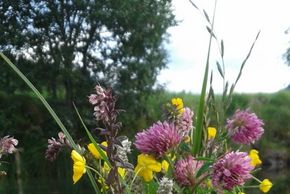 General information about your stay at Mussbachhof