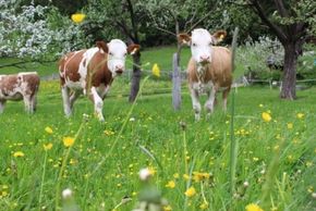 General information about your stay at Ortnergut