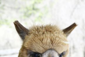 General information about your stay at Panorama Gästehaus