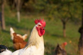 General information about your stay at Pension Jagdhof