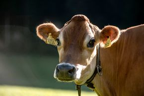 General information about your stay at Lechnerhof