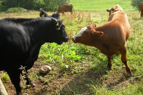 General information about your stay at Rutscherhof