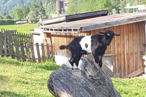 Streichelzoo