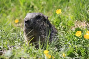 Detaillierte Infos zur Unterkunft Vital- und Wanderhotel Taurerwirt