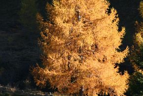 Detaillierte Infos zur Unterkunft Almhütte Obervostlhaus