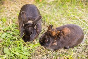 Detaillierte Infos zur Unterkunft AlpenApart Montafon - Haus Engstler
