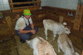 Der Chef bei der Stallarbeit