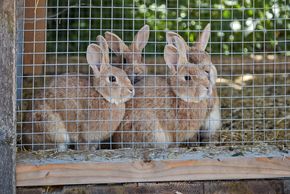 Unser 4 niedliche Hasen freuen sich auf viele Kinder!