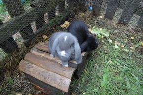 Häschen zum streicheln