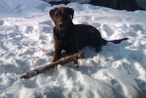 Detaillierte Infos zur Unterkunft Chalet Waldwinkl