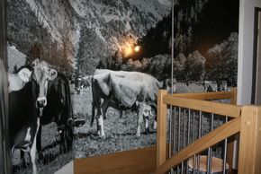 Allgäuer Kühe im Treppenhaus