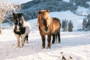 Detaillierte Infos zur Unterkunft Familienbauernhof Göttfriedbauer
